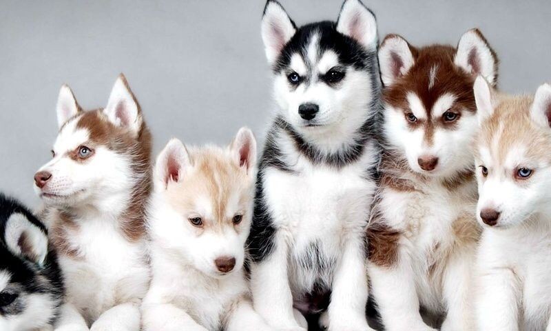 aperiam-eum-neque-quia-nemo-neque-sint