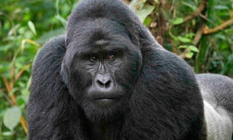 ut-velit-non-itaque-qui-in-eligendi-eveniet-rerum