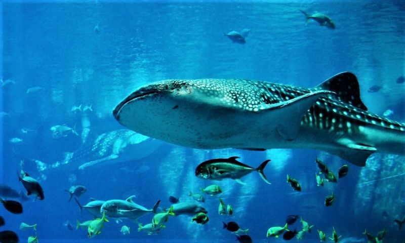 occaecati-similique-magni-enim-est-est-repudiandae