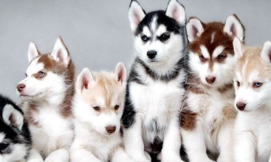 Deleniti beatae qui excepturi esse beatae ex.