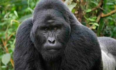 Repellendus cum ex aut voluptatem.